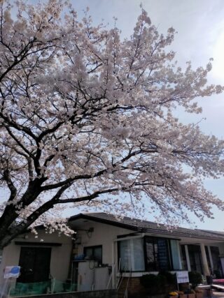 自治会の桜